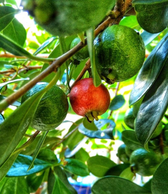 Close-up of vibrant, fresh organic avocados being harvested in a Mexican orchard, with blurred agricultural workers and lush green foliage in the background.