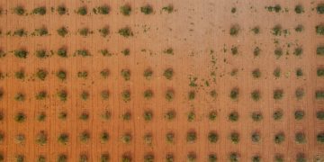 Mexico's Trade Policies & US Agricultural Exports: Potential Consequences - Cover Image