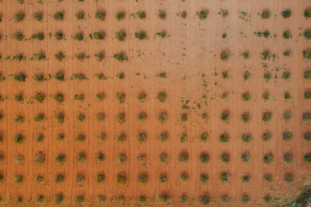 Mexico’s Trade Policies & US Agricultural Exports: Potential Consequences