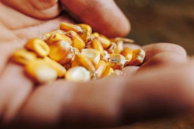 A close-up of golden corn kernels filling a farmer's hand, against a blurred background of a cornfield at harvest, emphasizing the importance of corn exports.